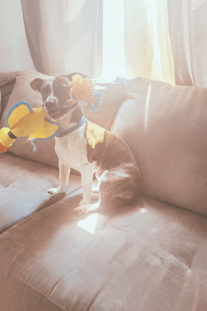 Image illustrates a small dog with a toy.