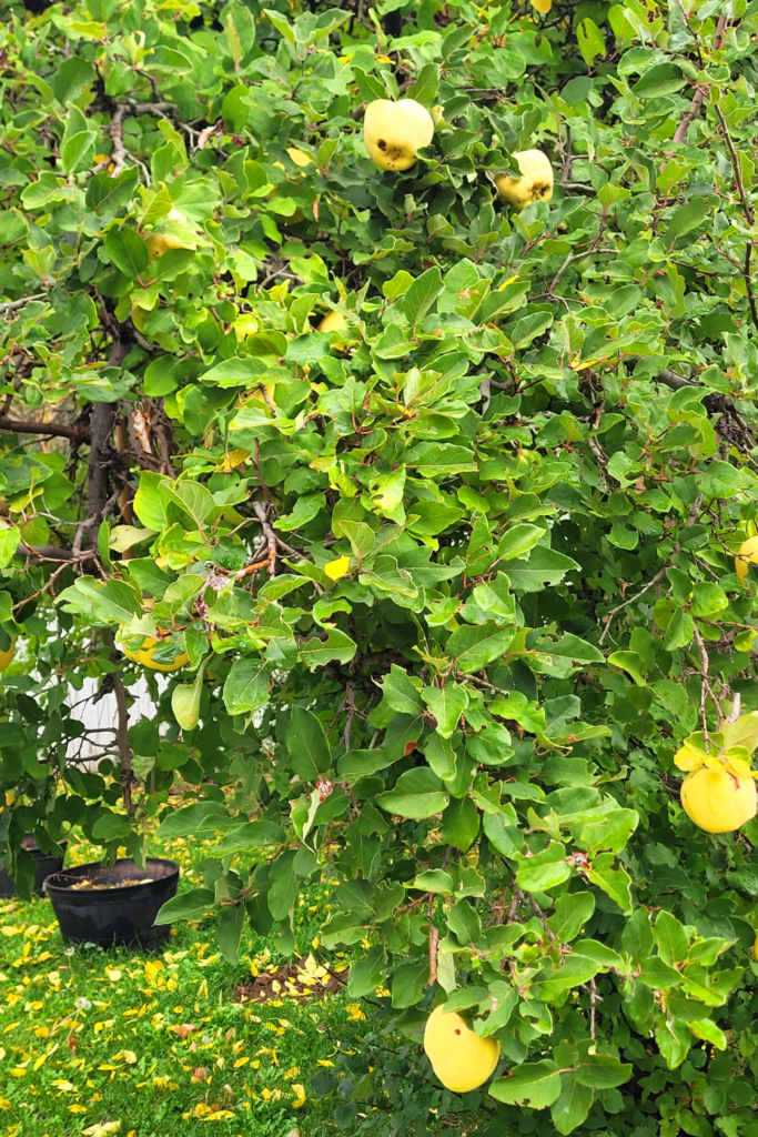 Image illustrates a quince tree.