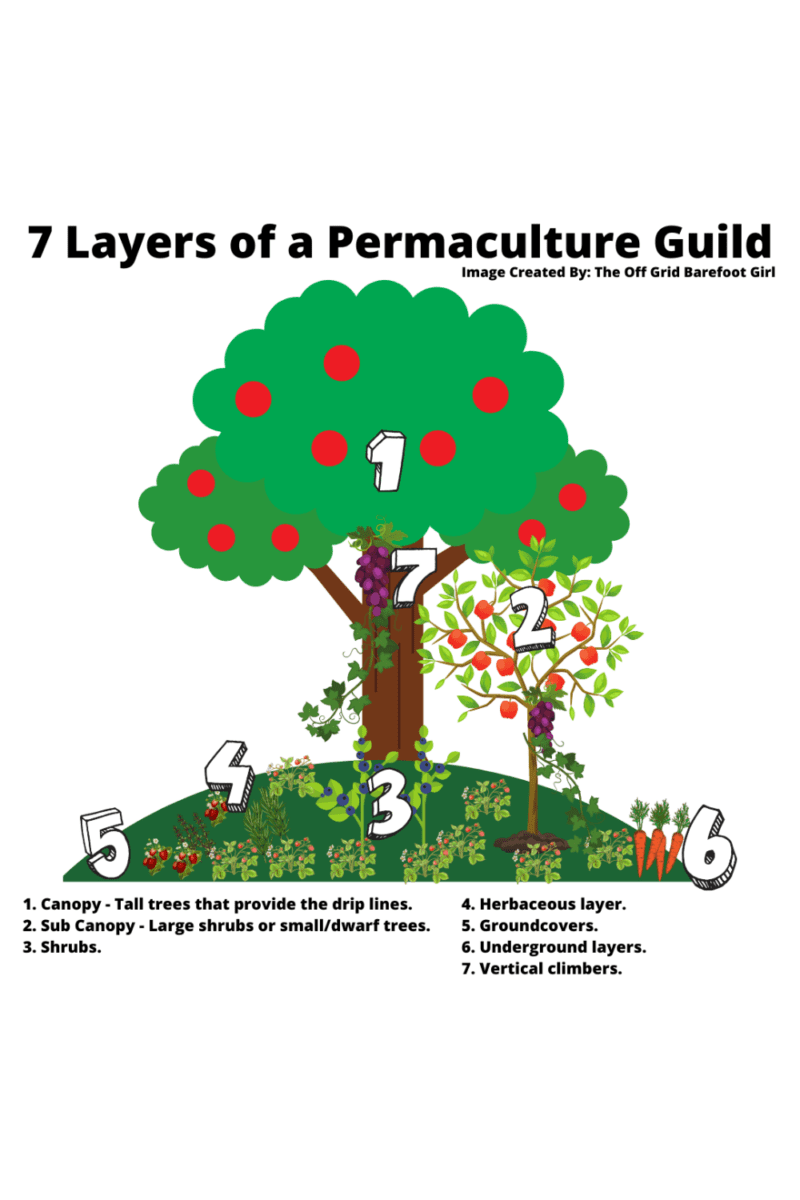 Image illustrates the 7 layers of a permaculture guild.