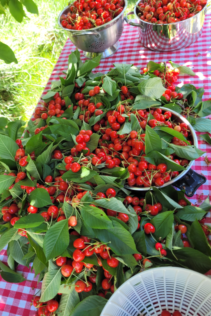 Image illustrates a cherry harvest.