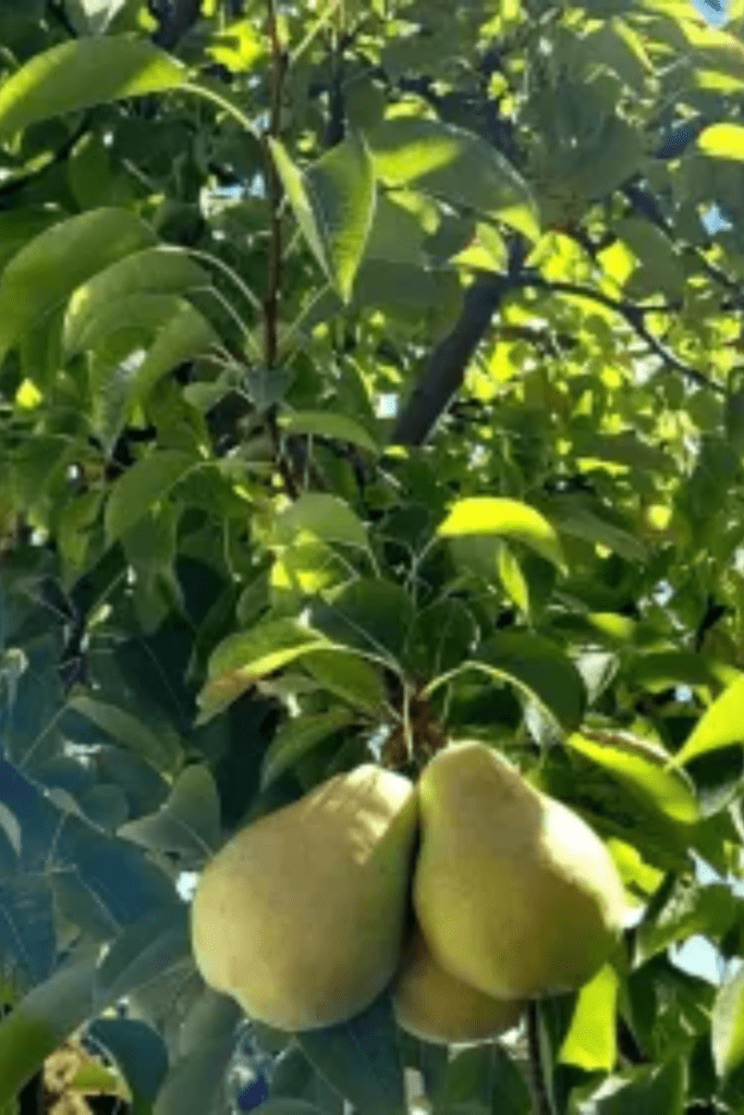 Image illustrates a pear tree.