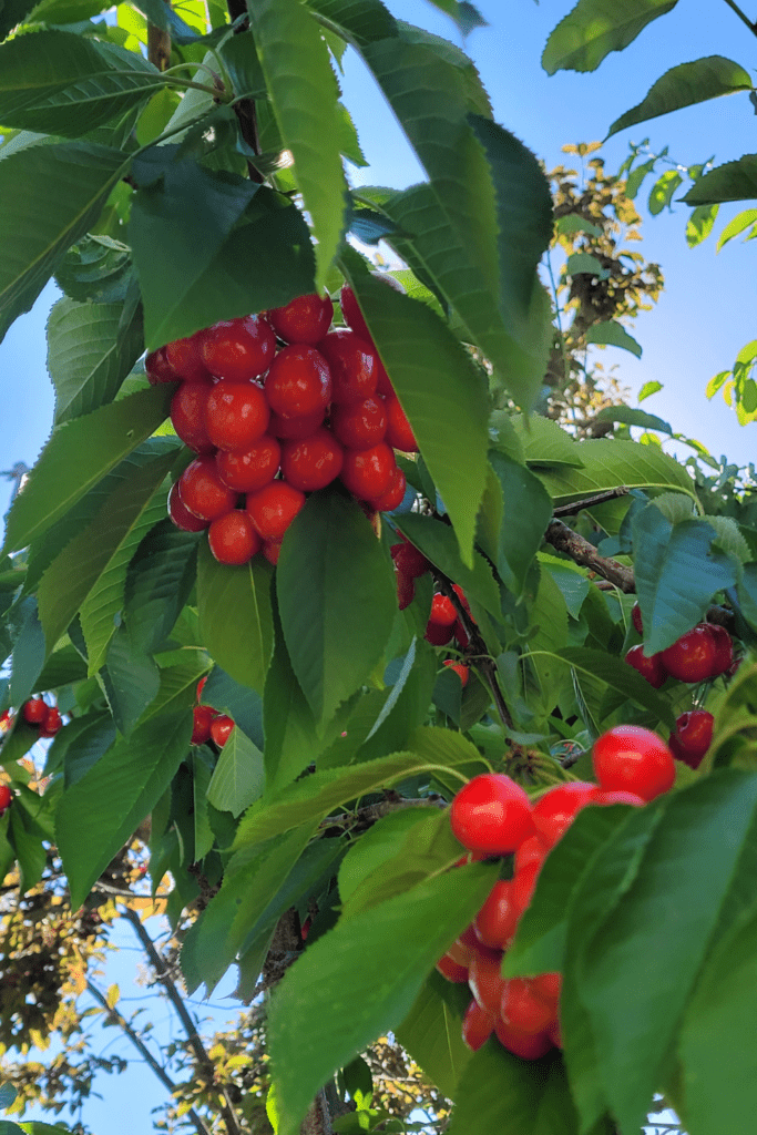 Image illustrates a cherry tree.