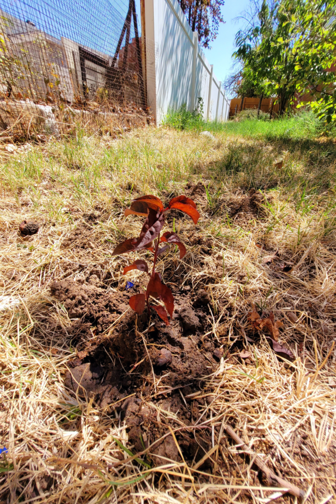 Image illustrates a young fruit tree for a backyard orchard.
