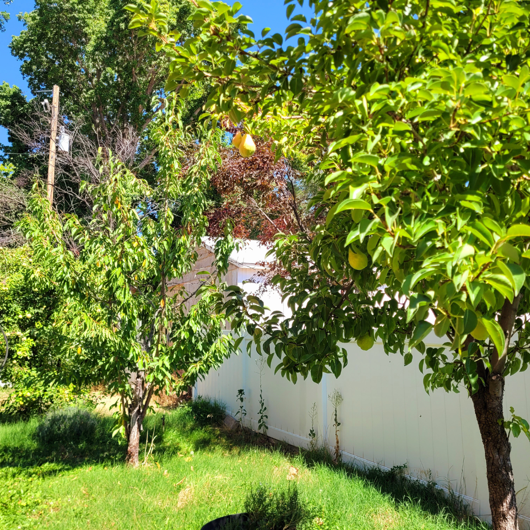 Image illustrates a backyard orchard.