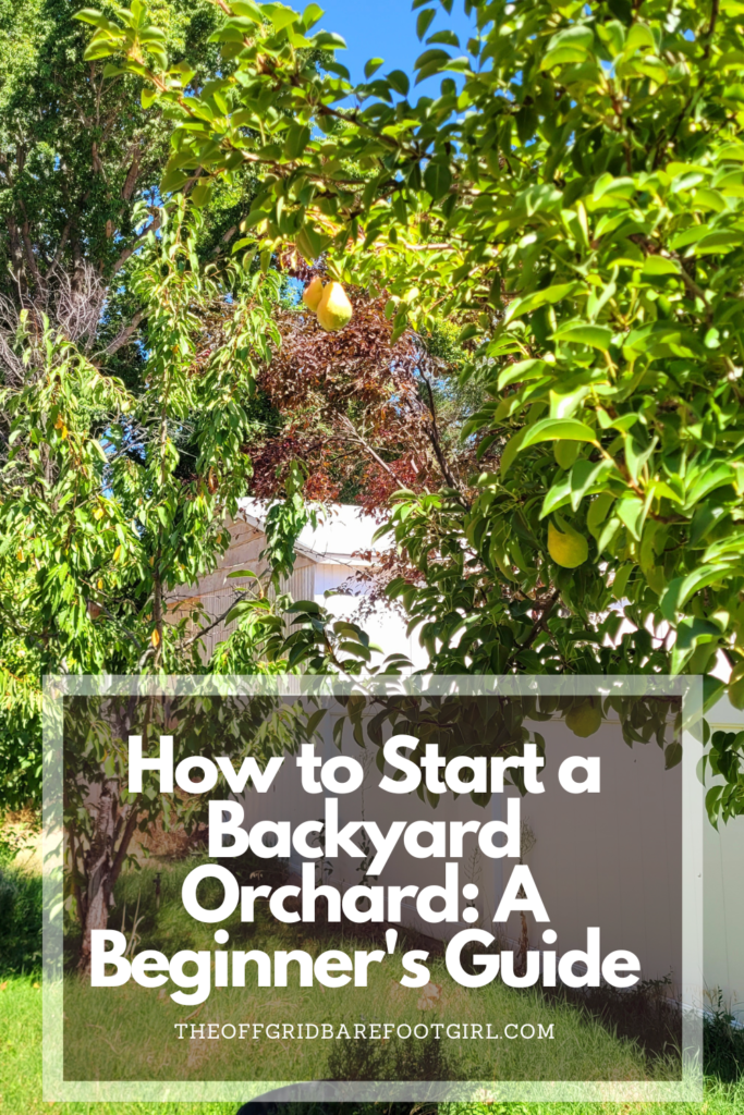 Image illustrates a Pinterest pin of a backyard orchard.