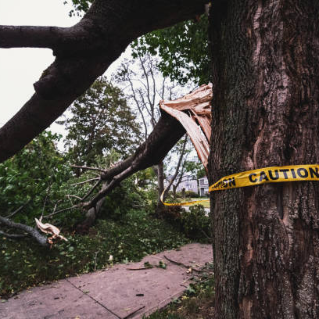 Image illustrates a fallen tree demonstration an emergency action plan.