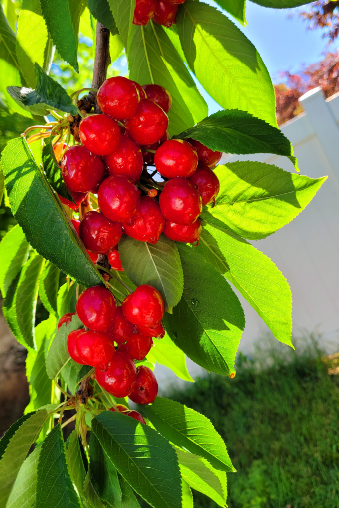Image illustrates a cherry tree for a backyard orchard.