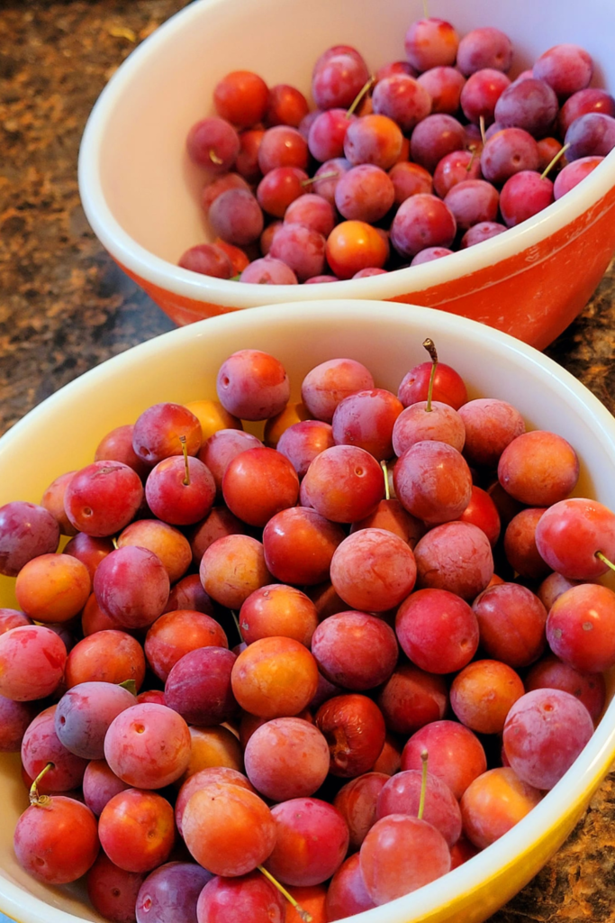 Image illustrates cherry plums.