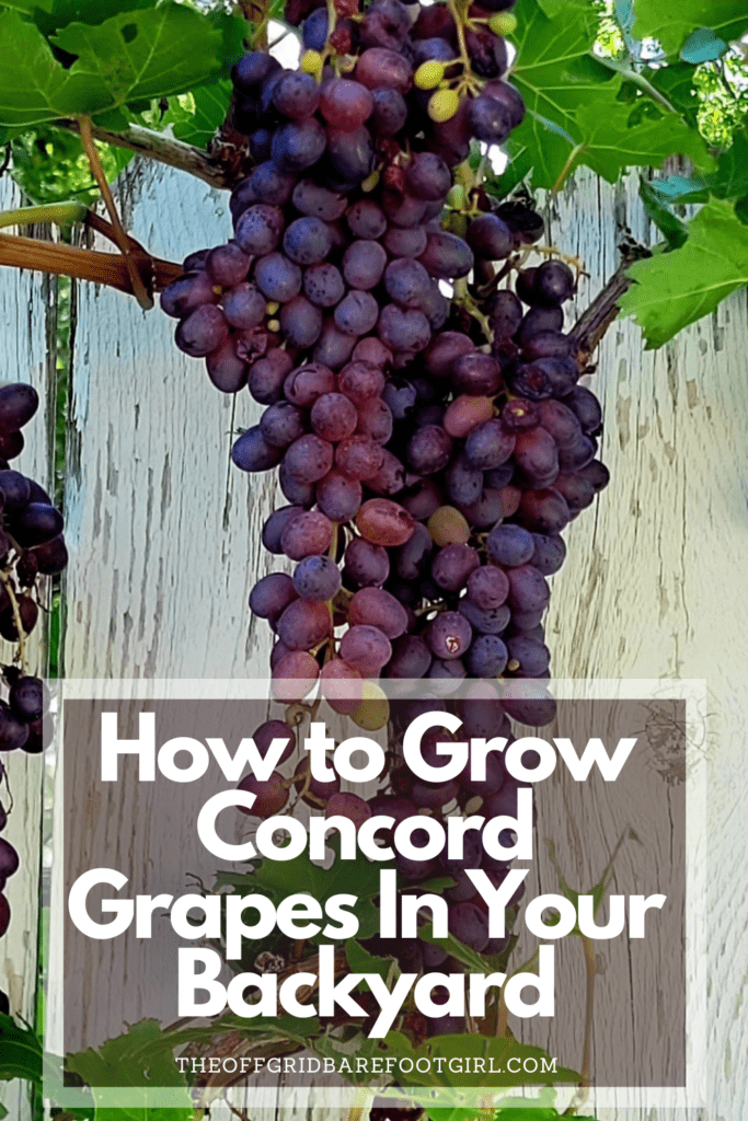 Image illustrates a Pinterest pin of Concord grapes.