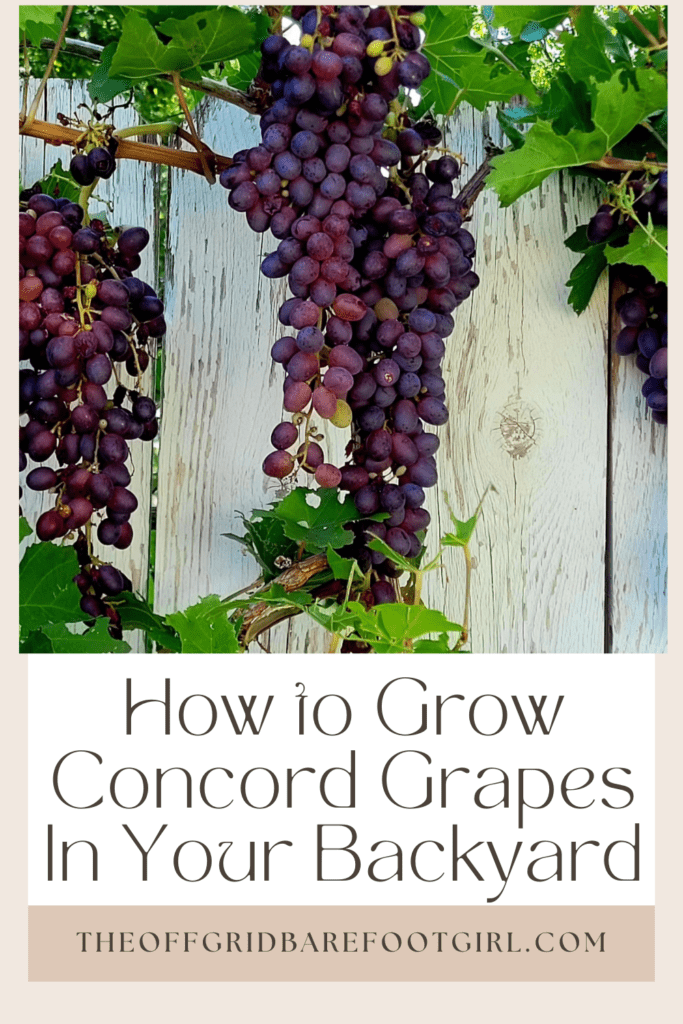 Image illustrates a Pinterest pin of Concord grapes.