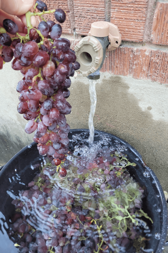 Image illustrates grapes for grape jam.