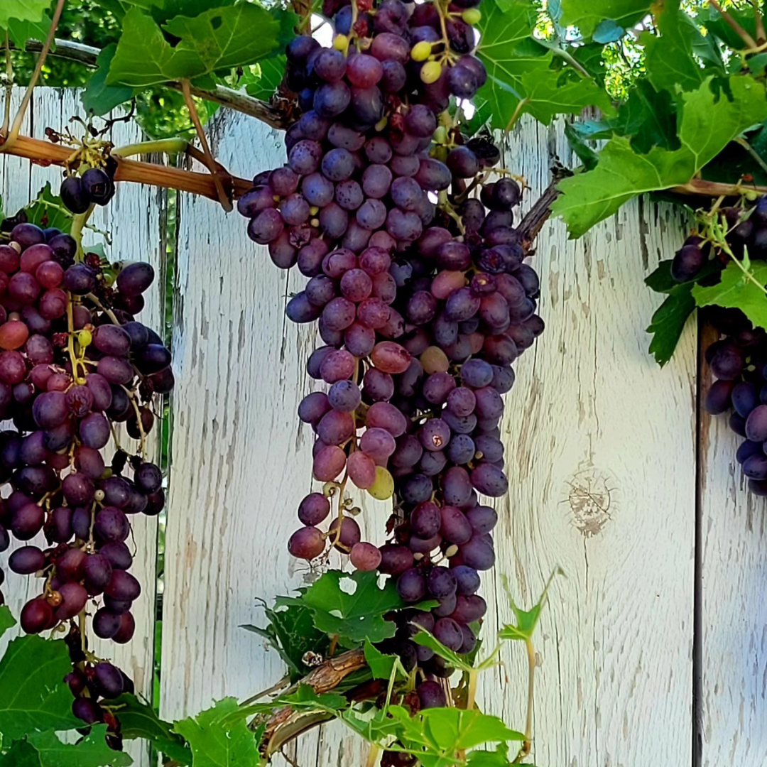 Image illustrates Concord grapes.