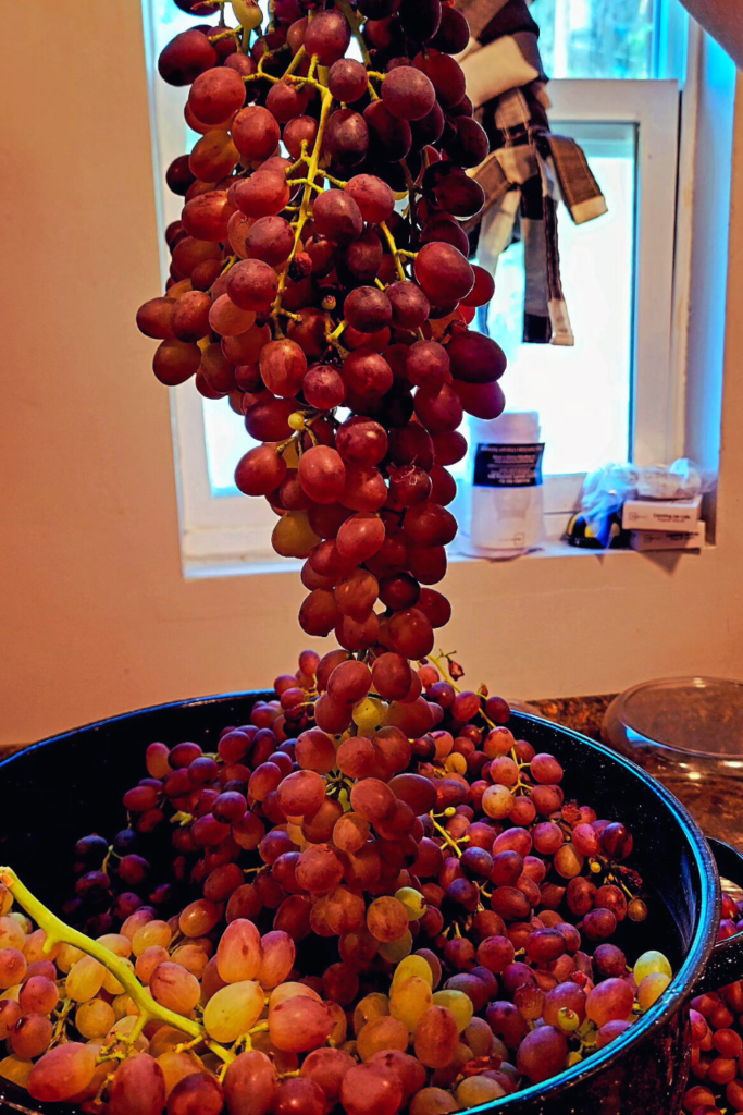 Image illustrates Concord grapes.