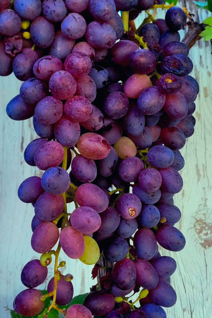 Image illustrates Concord grapes.