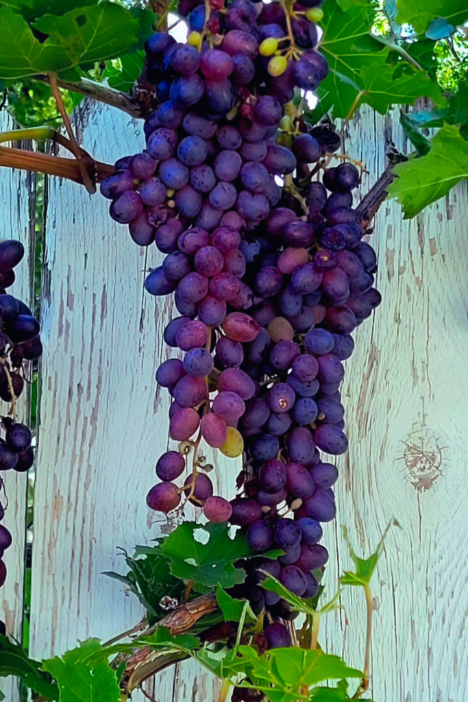 Image illustrates Concord grapes.