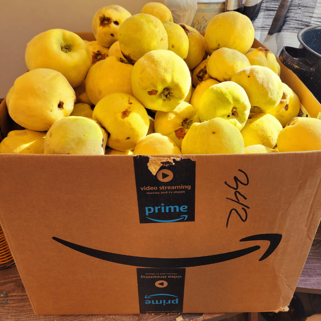 Image illustrates quince.