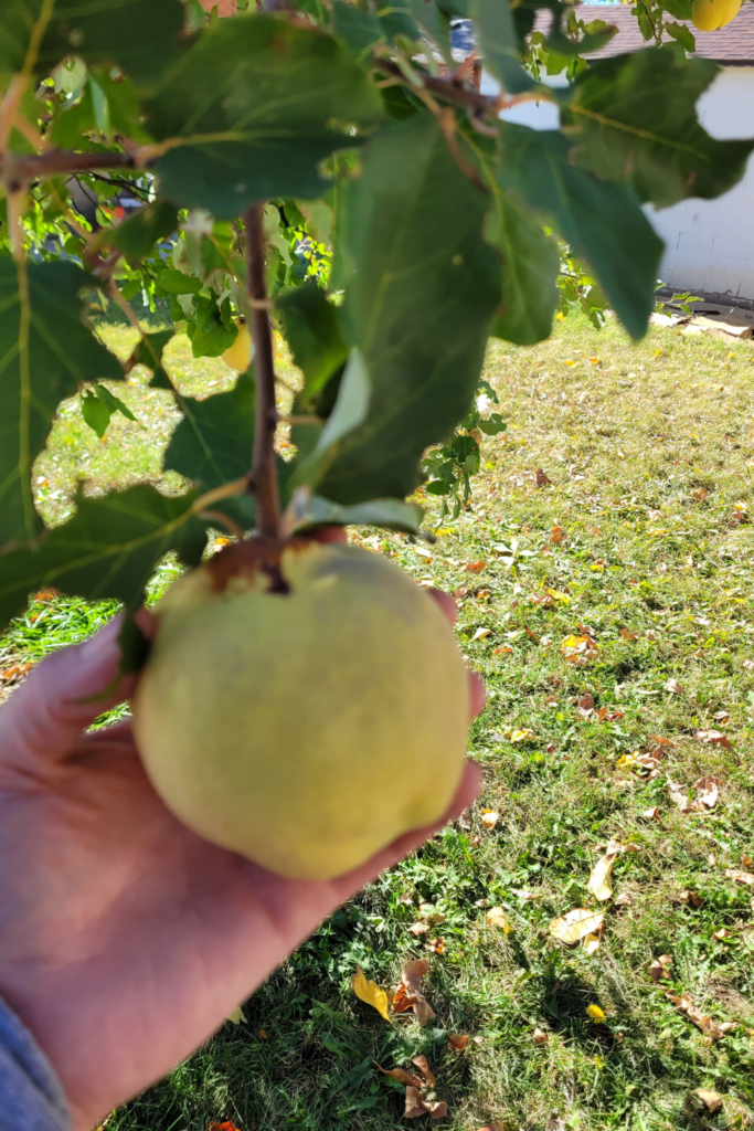 Image illustrates quince.