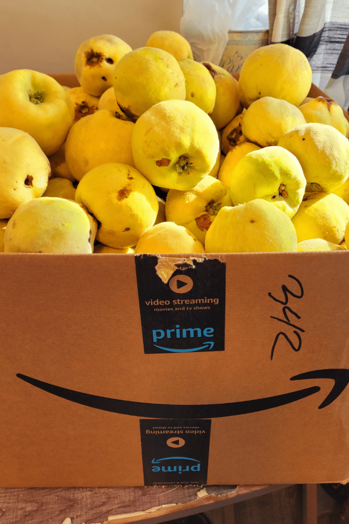 Image illustrates quince for quince chutney.