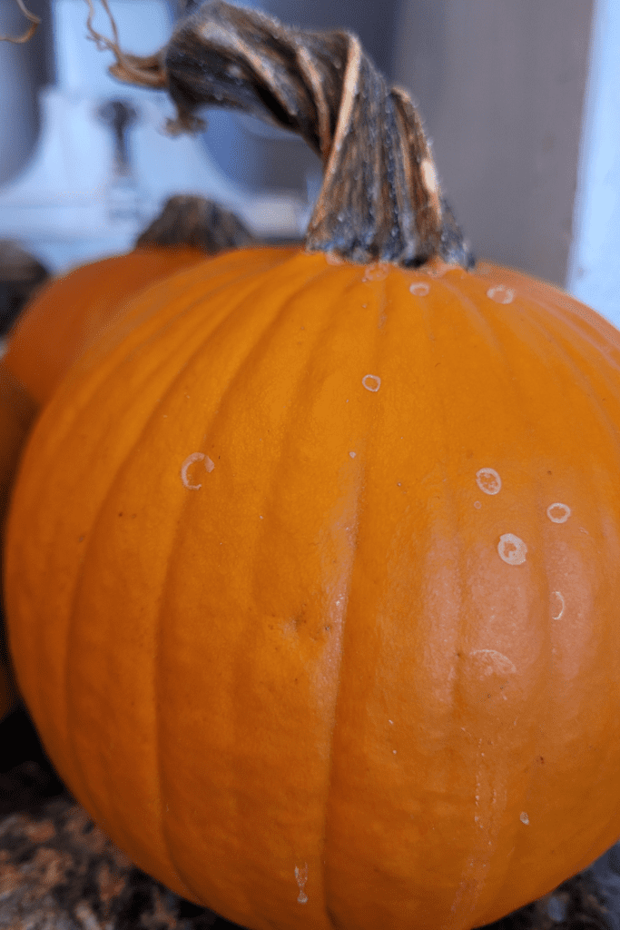 Image illustrates canned pumpkin.