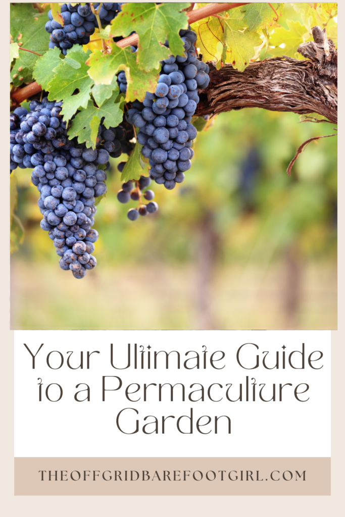 Image illustrates a Pinterest pin of permaculture garden.