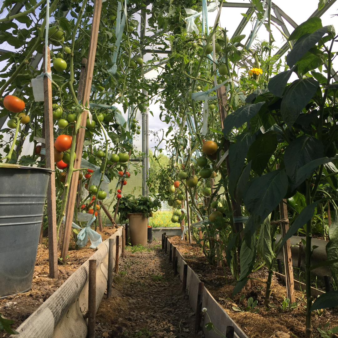 Image illustrates a victory garden.