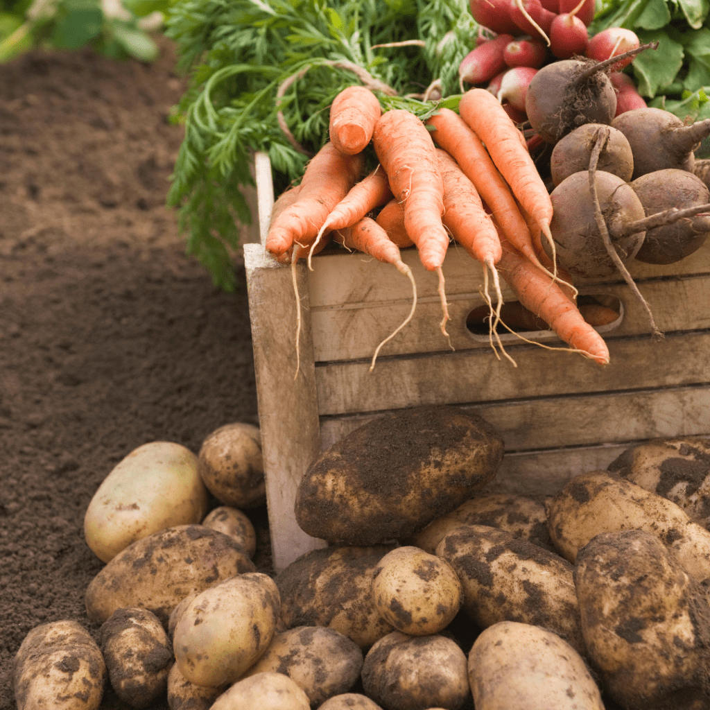 Image illustrates survival crops.