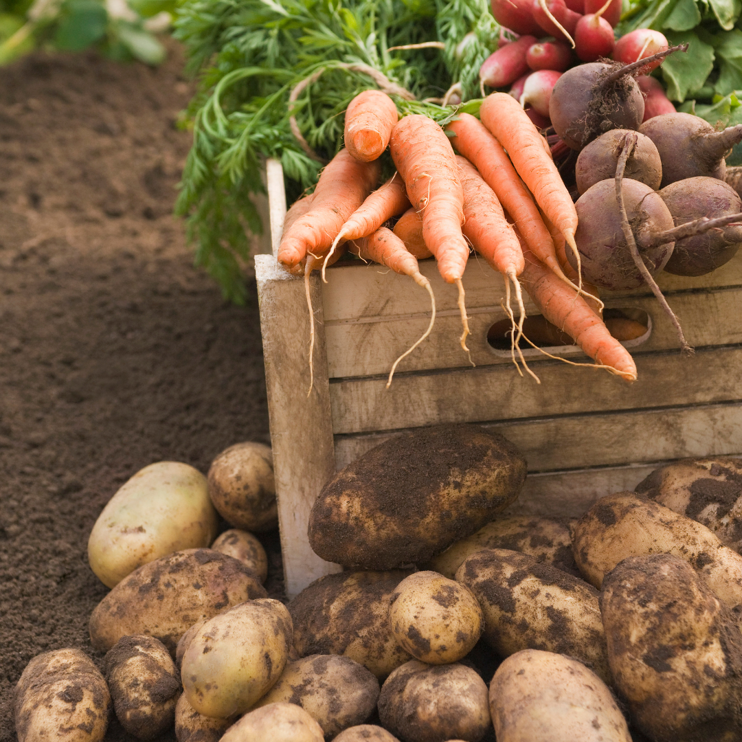 Image illustrates survival crops.