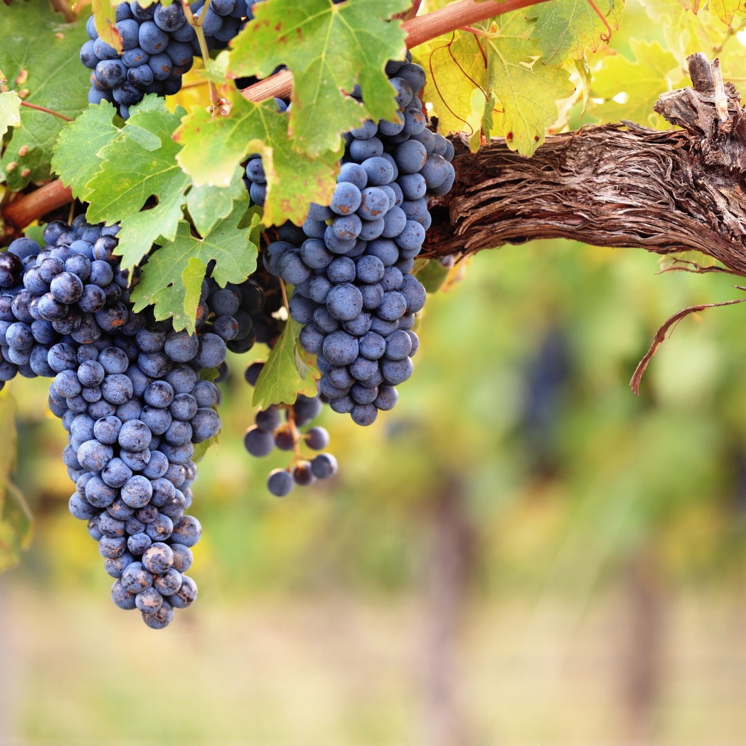 Image illustrates grapes for a garden permaculture.