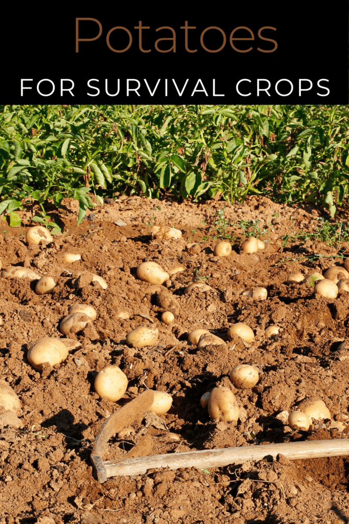 Image illustrates survival crops.