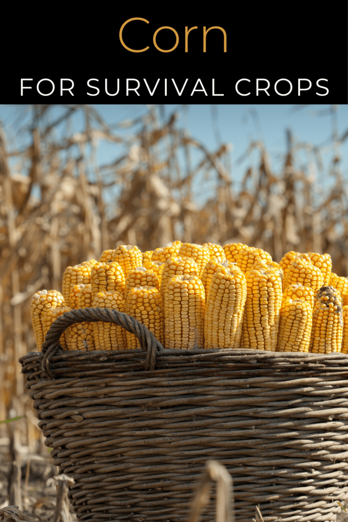 Image illustrates survival crops.