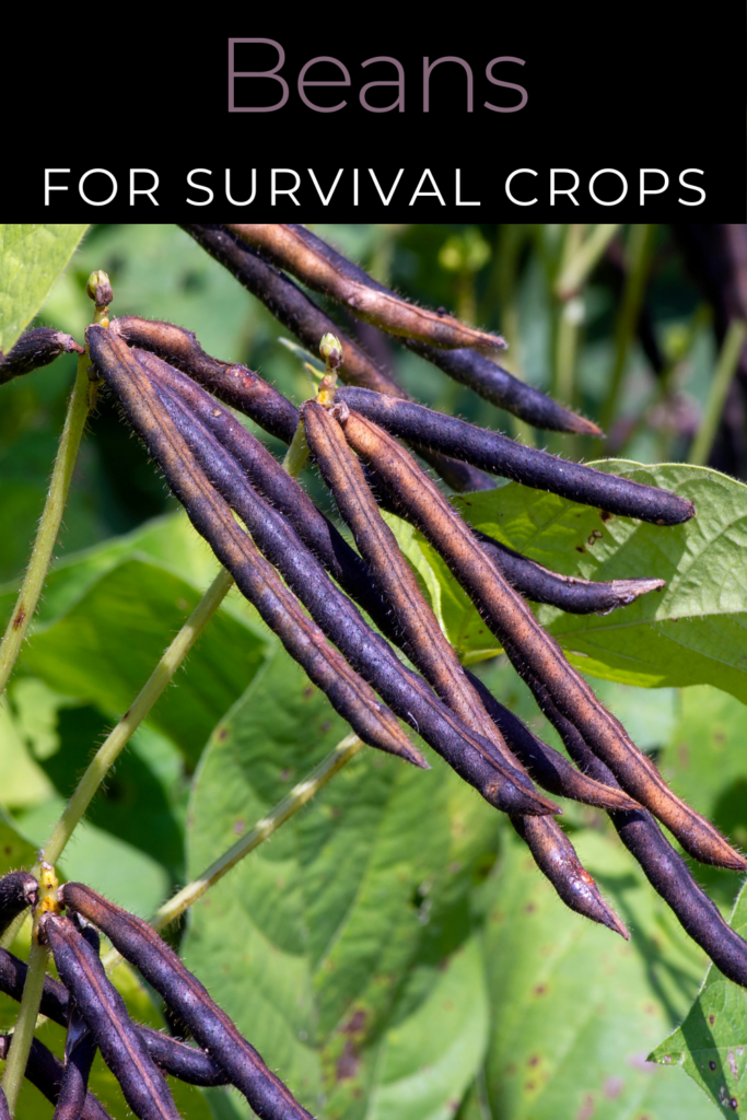 Image illustrates survival crops.