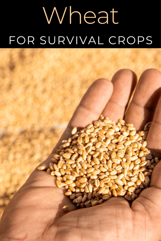 Image illustrates survival crops.