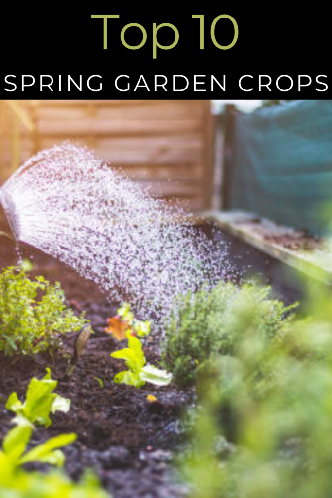Image illustrates a spring garden.