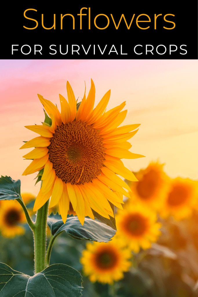 Image illustrates survival crops.