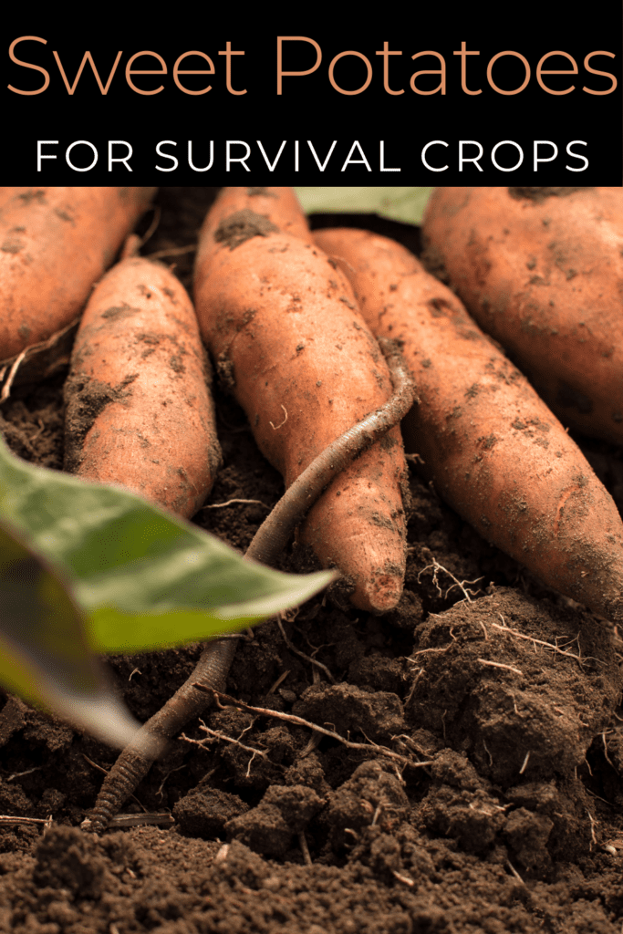 Image illustrates survival crops.