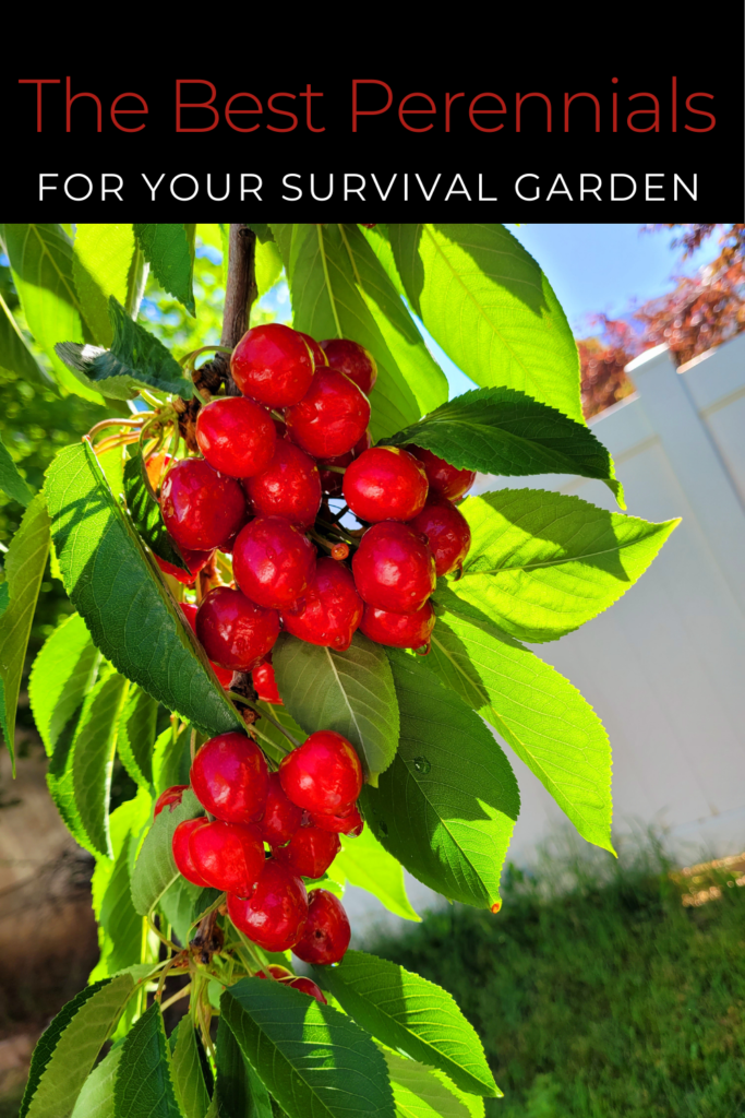 Image illustrates the best perennial vegetables for a sustainable survival garden.