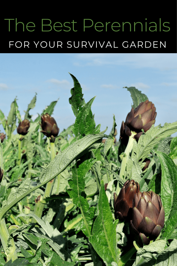 Image illustrates the best perennial vegetables for a sustainable survival garden.