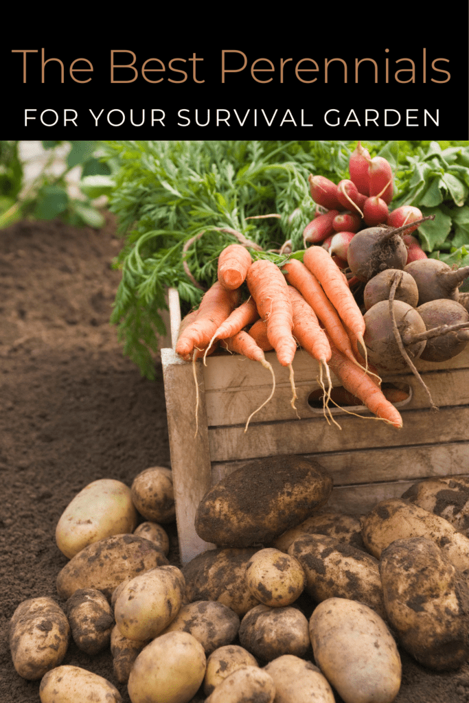 Image illustrates the best perennial vegetables for a sustainable survival garden.