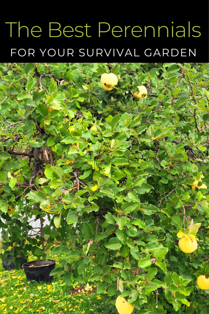 Image illustrates the best perennial vegetables for a sustainable survival garden.