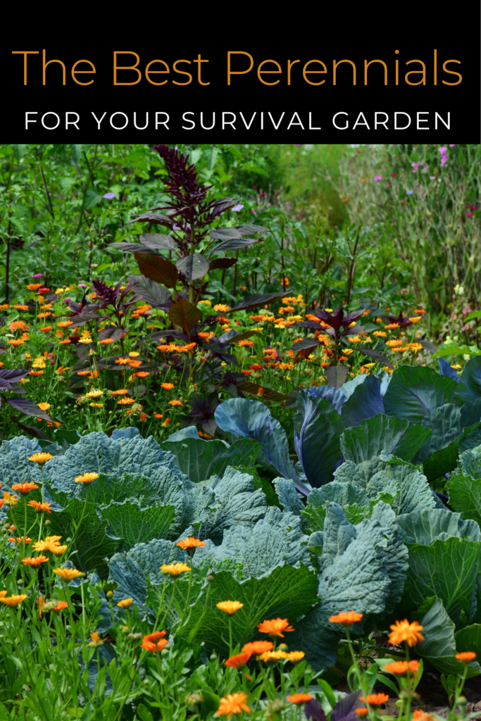 Image illustrates the best perennial vegetables for a sustainable survival garden.