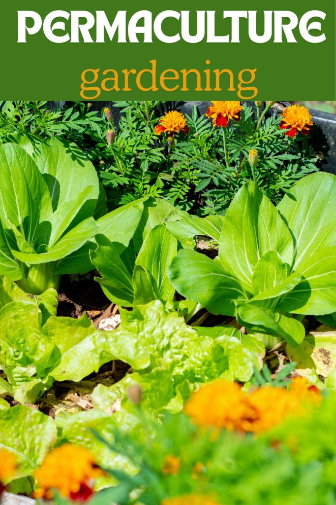 Image illustrates a permaculture garden.