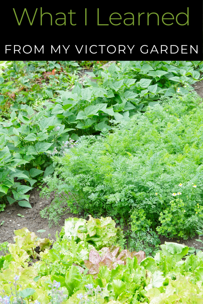 Image illustrates a victory garden.