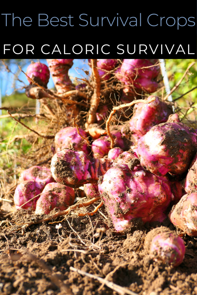 Image illustrates survival crops.