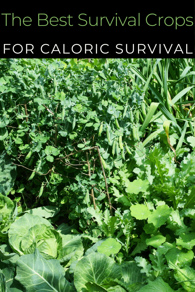 Image illustrates survival crops.