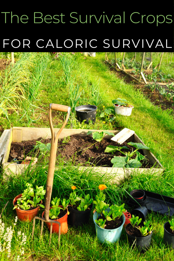 Image illustrates survival crops.