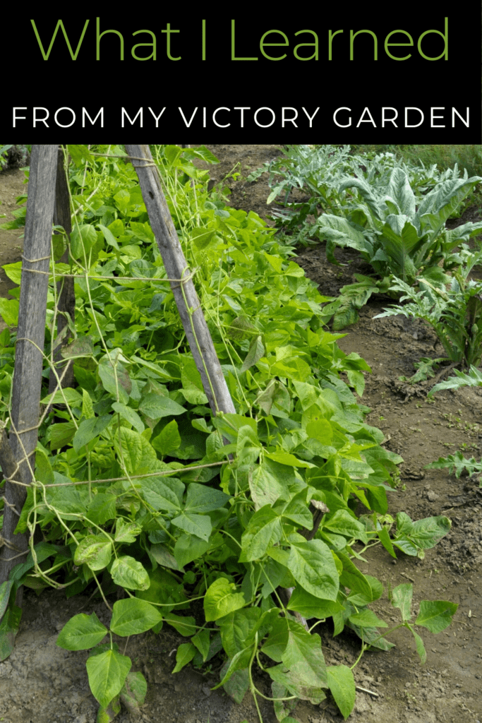 Image illustrates a victory garden.