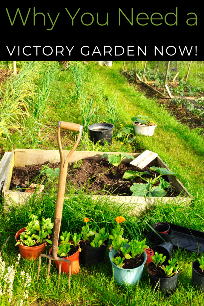 Image illustrates a victory garden.