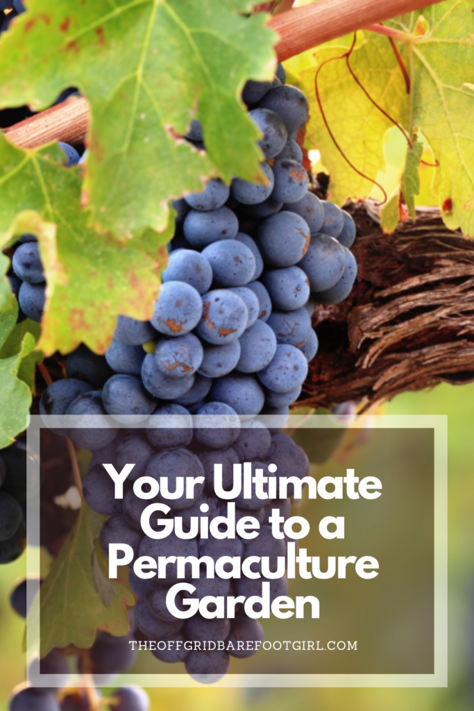 Image illustrates a Pinterest pin of permaculture garden.