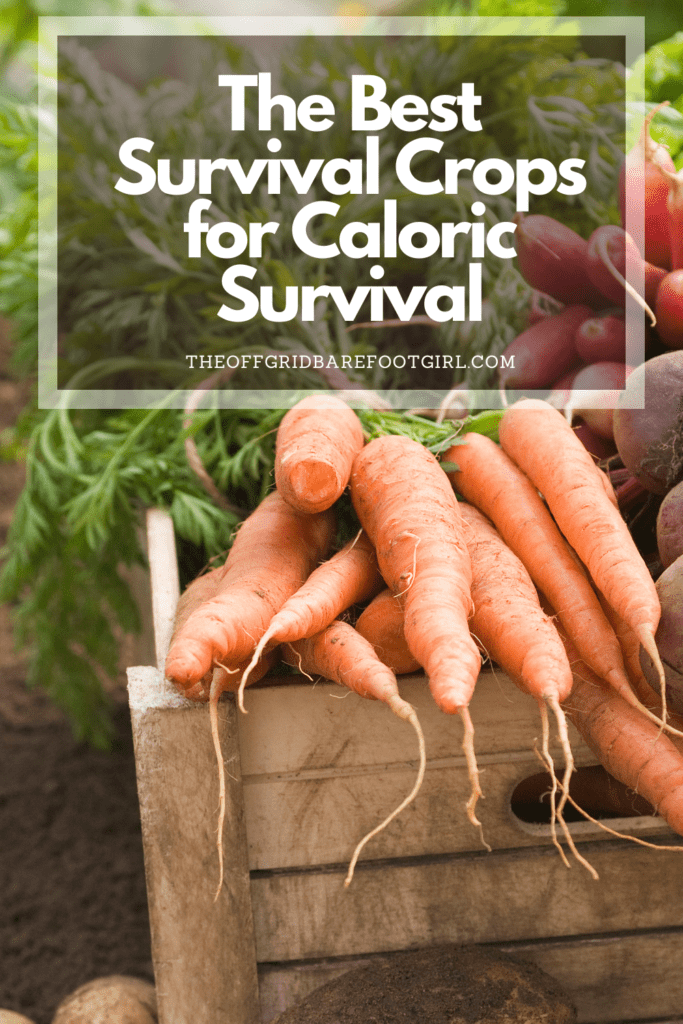 Image illustrates a Pinterest pin of survival crops.