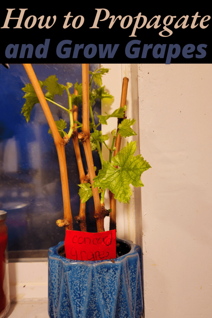 Image illustrates how to propagate and grow grapes.